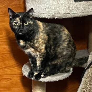 Norma -  Domestic Short Hair Cat for Adoption in Hemet, California - Norma | PetCurious