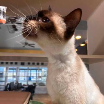 Knight Skye -  Siamese Cat for Adoption in Lake Jackson, Texas - Knight Skye | PetCurious