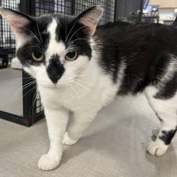 26-165 Billy -  Domestic Short Hair Cat for Adoption in North Branford, Connecticut - 26-165 Billy | PetCurious