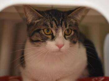 Lil -  Domestic Short Hair Cat for Adoption in Portland, Oregon - Lil | PetCurious