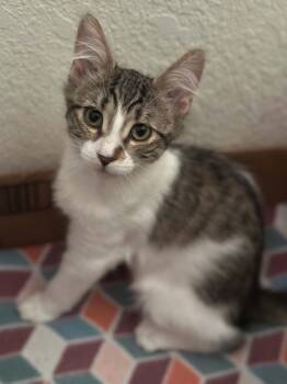 Sour Cream -  Tabby Cat for Adoption in Tehachapi, California - Sour Cream | PetCurious
