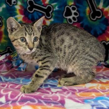 Phantom -  Domestic Short Hair Cat Available for Adoption - Phantom | PetCurious