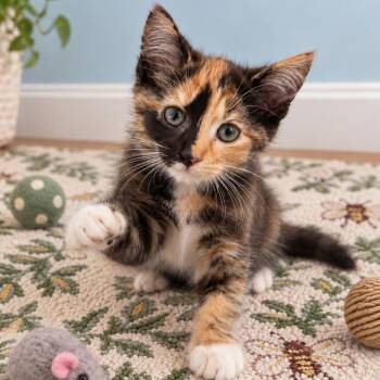 Moxie (in Stevensville, MD) -  Domestic Short Hair Cat for Adoption - Moxie (in Stevensville, MD) | PetCurious