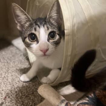 Rhubarb -  Domestic Short Hair Cat for Adoption in Chandler, Arizona - Rhubarb | PetCurious