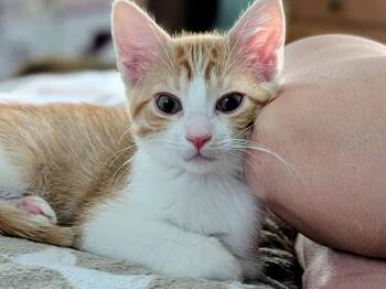 Athena -  Domestic Short Hair Cat for Adoption in Garner, North Carolina - Athena | PetCurious