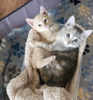 Jocelyn -  Dilute Tortoiseshell and Domestic Short Hair Cat for Adoption in Riverside, California - Jocelyn | PetCurious