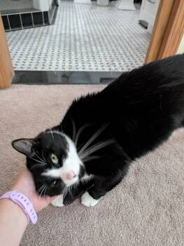 Sir -  Domestic Short Hair Cat for Adoption in Mayfield, New York - Sir | PetCurious