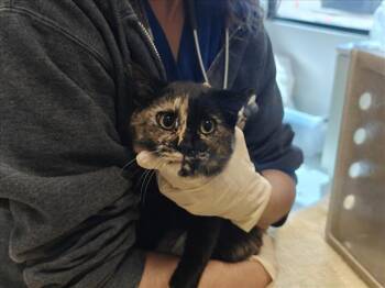 MINTY -  Domestic Short Hair Cat for Adoption in Santa Fe, New Mexico - MINTY | PetCurious