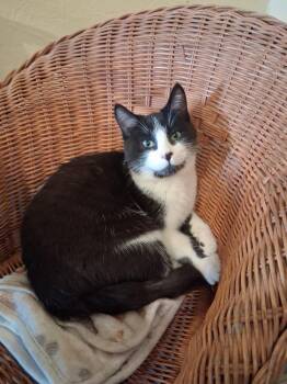 Rescue Domestic Short Hair Cats for Adoption in Belding, Michigan - Carl | PetCurious