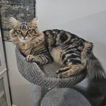 Domestic Medium Hair Cats Available for Adoption - Michael Myers AKA Mike 25-131 | PetCurious