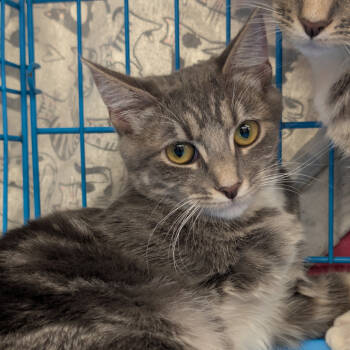 Rescue Domestic Short Hair Cats for Adoption in Pleasanton, California - Callan | PetCurious