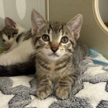 Domestic Short Hair Cats Available for Adoption in Sunnyvale, California - Eclipse | PetCurious
