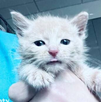 GARFIELD -  Domestic Short Hair Cat for Adoption in Houston, Texas - GARFIELD | PetCurious