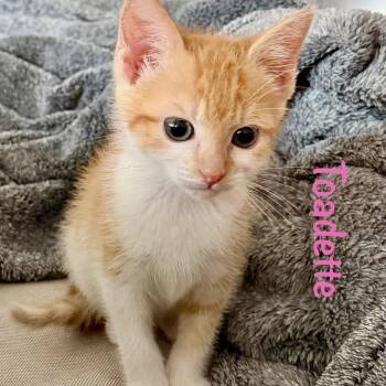 Toadette -  Domestic Short Hair Cat for Adoption in Reston, Virginia - Toadette | PetCurious