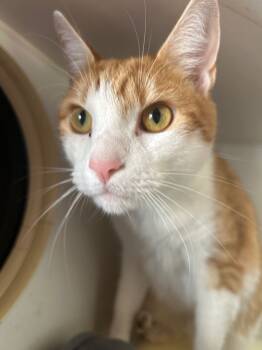 Rescue Domestic Short Hair Cats for Adoption in Cumming, Georgia - Marly | PetCurious