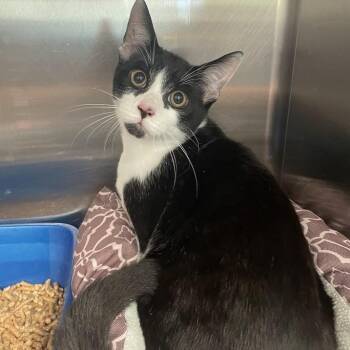 Juniper -  Domestic Short Hair Cat for Adoption in Port Charlotte, Florida - Juniper | PetCurious