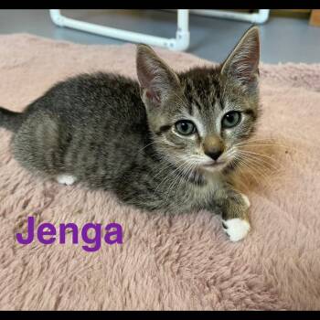 Rescue Domestic Short Hair Cats for Adoption in Brockport, New York - Jenga | PetCurious