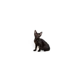 Caterpie -  Domestic Short Hair Cat for Adoption in Los Angeles, California - Caterpie | PetCurious