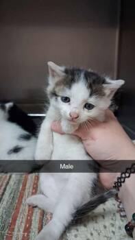 Domestic Short Hair Cats Available for Adoption in Burnsville, North Carolina - Blaze | PetCurious