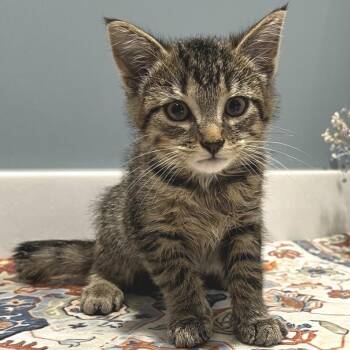 Pixie -  American Shorthair Cat for Adoption in Fort Wayne, Indiana - Pixie | PetCurious