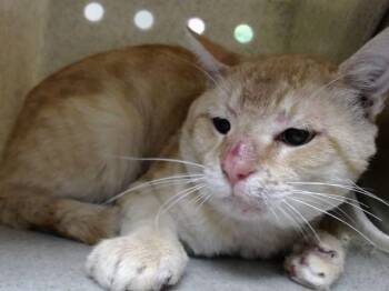 A553188 -  Domestic Short Hair Cat for Adoption in Moreno Valley, California - A553188 | PetCurious