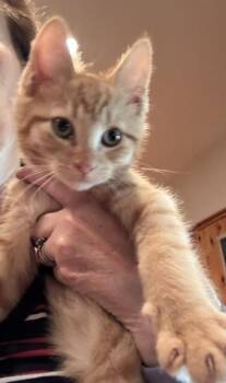 Cheddar -  Domestic Short Hair Cat for Adoption in East Greenville, Pennsylvania - Cheddar | PetCurious