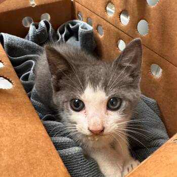 Domestic Short Hair Cats Available for Adoption in Columbus, Georgia - 5/26/2026-Stray-Whittlesey | PetCurious