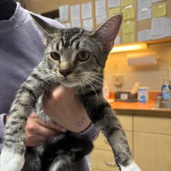 Ariel -  Domestic Short Hair Cat for Adoption in Dekalb, Illinois - Ariel | PetCurious