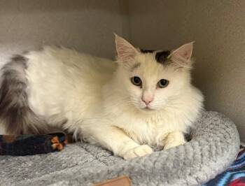 Shagster -  Domestic Long Hair Cat for Adoption in Osseo, Michigan - Shagster | PetCurious