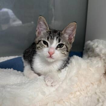 Speckle -  Domestic Short Hair Cat for Adoption in Jupiter, Florida - Speckle | PetCurious
