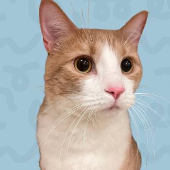 Danny -  Domestic Short Hair Cat for Adoption in Reno, Nevada - Danny | PetCurious