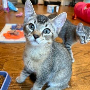 Culpepper (Reynolds kitten 4) -  Domestic Short Hair Cat for Adoption in Westport, Connecticut - Culpepper (Reynolds Kitten 4) | PetCurious