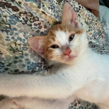 Rescue Domestic Short Hair Cats for Adoption in Santa Rosa, California - Junior | PetCurious