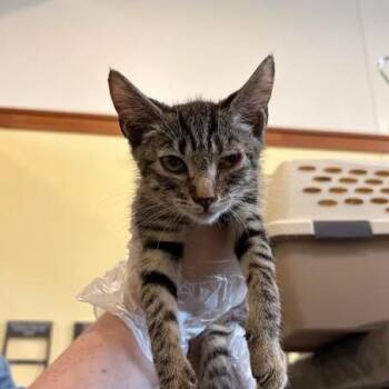 Annie Sue -  Domestic Short Hair Cat for Adoption in Lynchburg, Virginia - Annie Sue | PetCurious