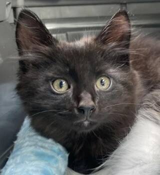 Domestic Long Hair and Domestic Short Hair Cats Available for Adoption in Fort Worth, Texas - Armand | PetCurious