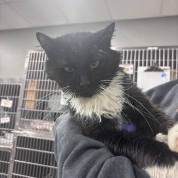 Walter -  Domestic Medium Hair Cat for Adoption in Salt Lake City, Utah - Walter | PetCurious