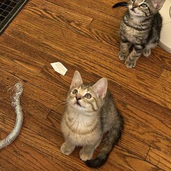 Pickle -  Domestic Short Hair Cat for Adoption in Columbia, Missouri - Pickle | PetCurious