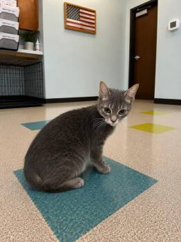 Remi -  Domestic Short Hair Cat for Adoption in Gallatin, Tennessee - Remi | PetCurious