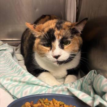 Domestic Medium Hair Cats Available for Adoption in Charleston, West Virginia - Bella | PetCurious