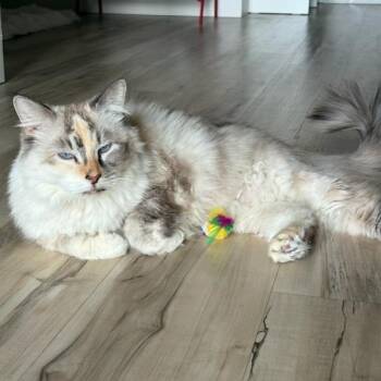 Phoebe -  Domestic Medium Hair Cat for Adoption in Murray, Utah - Phoebe | PetCurious