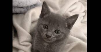 Dora the Explorer (Cobbler) -  Domestic Short Hair Cat Available for Adoption in Salisbury, North Carolina - Dora The Explorer (Cobbler) | PetCurious