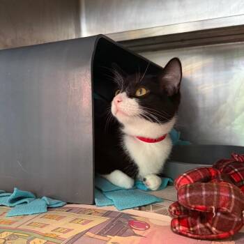 Silly -  Domestic Short Hair Cat for Adoption in Chicago, Illinois - Silly | PetCurious