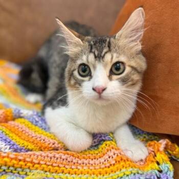 Munchkin Boon -  Tabby and Domestic Short Hair Cat for Adoption in Friendswood, Texas - Munchkin Boon | PetCurious