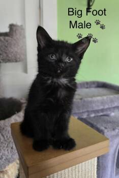 Big Foot, Bo-Finn, Celofay -  Domestic Short Hair Cat for Adoption in Calais, Maine - Big Foot, Bo-Finn, Celofay | PetCurious