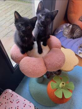 Domestic Medium Hair Cats Available for Adoption in Stamford, Connecticut - Martin & Steve | PetCurious