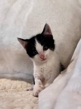 (SF) 5/13/26 Fritz Lizzy -  Domestic Short Hair Cat for Adoption in Stillwater, Oklahoma - (SF) 5/13/26 Fritz Lizzy | PetCurious