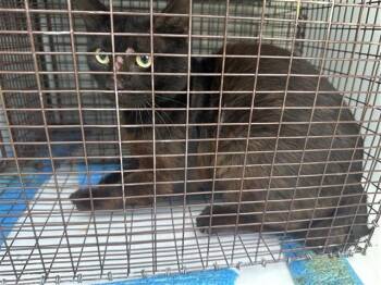 A657414 -  Domestic Short Hair Cat for Adoption in Houston, Texas - A657414 | PetCurious