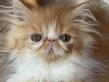 Mango -  Persian Cat for Adoption in Reading, Pennsylvania - Mango | PetCurious