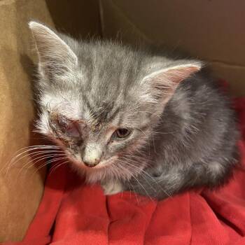 Eifel -  Domestic Short Hair Cat for Adoption in Lynchburg, Virginia - Eifel | PetCurious