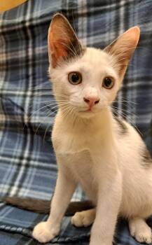 Norway -  Domestic Short Hair Cat for Adoption in Albuquerque, New Mexico - Norway | PetCurious